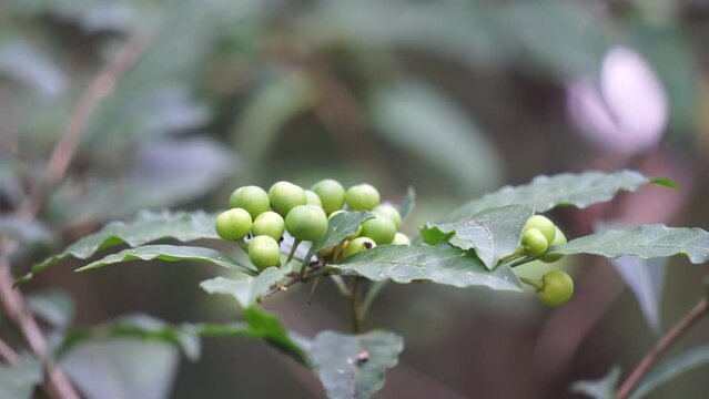Solanum diphyllum (Also called twoleaf nightshade). Used to improve appetite. Used to treat asthma and skin diseases. Green fruits are crushed and applied for the ringworm infection.
