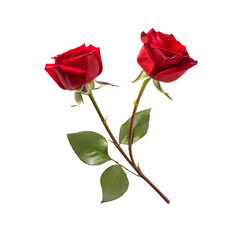 red rose isolated on white created with Generative AI