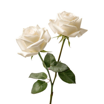 white rose isolated on white created with Generative AI