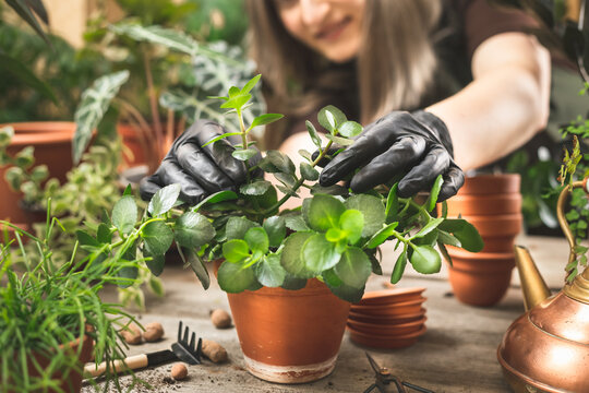 Gardener planting plant cuttings into a pot