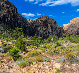 Wildflowers and The Rainbow Mountain Range on The Ice Box Canyon Trail, Red Rock Canyon National Conservation Area, Nevada, USA