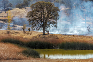 firefighters monitor a control burn in grasses under oak trees