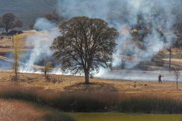 firefighters monitor a control burn in grasses under oak trees
