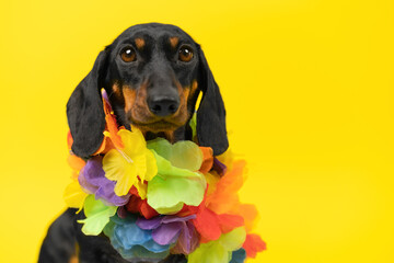 A close-up of a black dachshund dog on a vibrant yellow background, wearing a colorful Hawaiian...