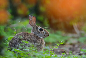 rabbit in the field