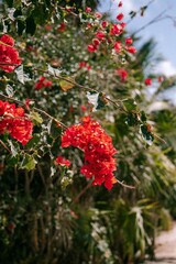 Obraz premium red flowers