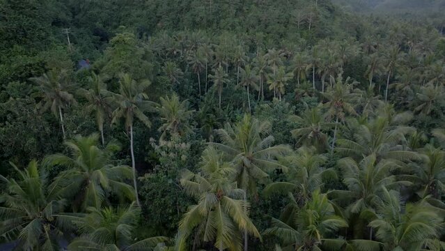 Coconut tree field, Drone, Indonesia