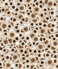 background of pressed daisy flowers
