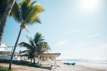 Naklejka premium palm trees on the beach