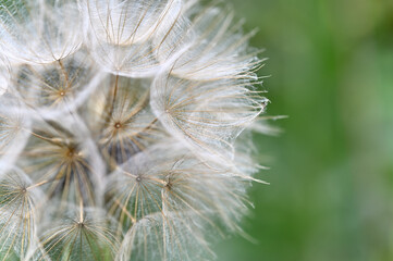 春の魅力的な花々
