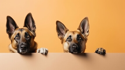 cachorros pastor alemão curioso com algo  - obrazy, fototapety, plakaty