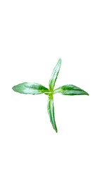 Beautiful Flowers and Green Leaves