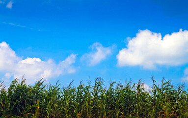 Obraz premium field and blue sky