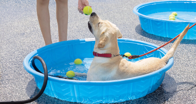 Cool Canine Delight: Yellow Lab Enjoys a Refreshing Dip in a Kids Pool on a Sizzling Hot Summer Day.  Pet Photography. 
