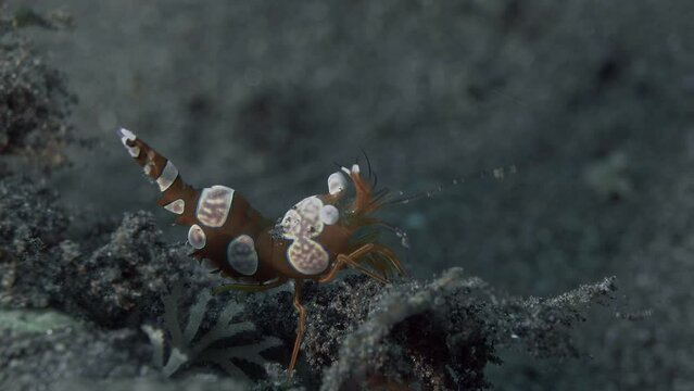The spotted shrimp sits on the bottom of the sea and stirs its tail.
Squat shrimp (Thor amboinensis) Indo-Pacific 1,6 cm, on anemones, bubble corals. ID: orange with opaque white blue-bordered spots.