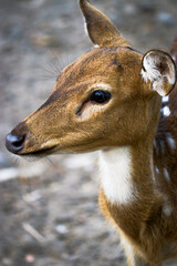 Close up deer in the forest