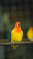 yellow bird with red beak