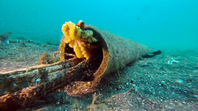 Mototi octopus peering out of a plastic tube lying on sandy seabed. Mototi wraps one of its tentacles around head, suction cups clearly visible. Two fish swim by in background. Long shot
