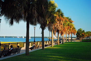 Obraz premium Beautiful tall palmetto trees line the Cooper River along Waterfront Park, in Charleston, South Carolina