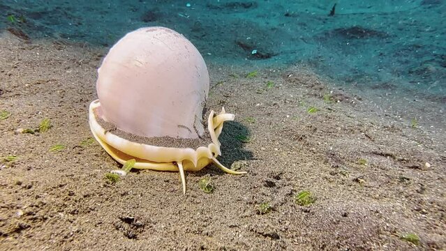 A large shelled snail called Grey Bonnet approaches camera over sandy seabed during day. In background  the trail of slime the slug created.