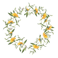 Obraz premium Watercolor circle frame border template for design. Wreath of yellow flower dandelion isolated on white background. Hand-drawn summer plant for health. Copy space. Clipart for wedding invitation