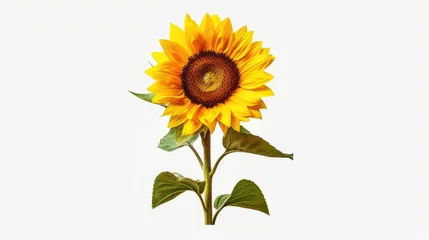 Rolgordijnen sunflower isolated on white © faiz