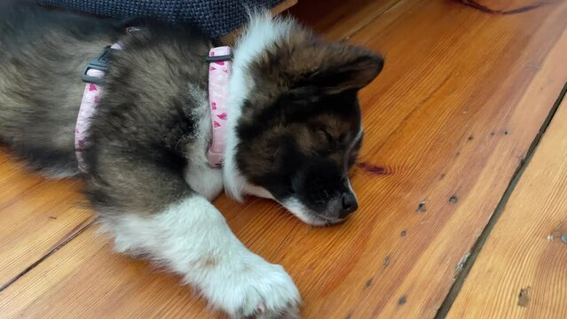 Sweet Elo Puppy: Peaceful Sleep on the Floor After Playtime