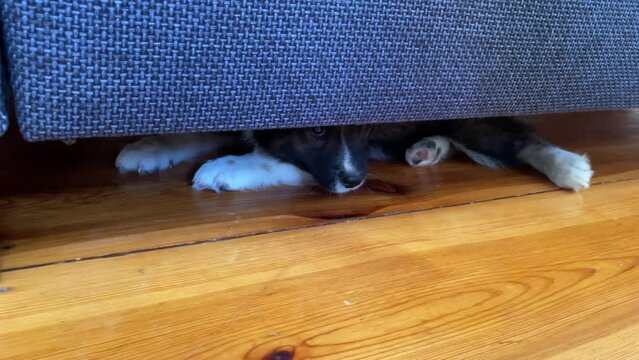 Hilarious Elo Puppy: Hiding, Barking, and Playfully Engaging with the Camera