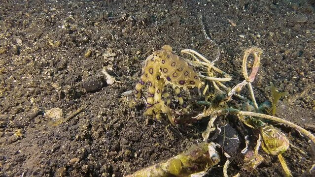 A blue-ringed octopus clings to human debris on ocean floor, then switches positions to a piece of wood lying nearby.