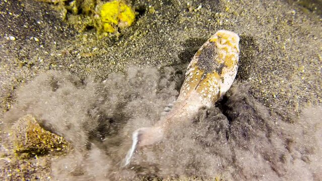 Stargazer comes out of hiding, swims a short distance, burrows again stirring up sand. Shot from above during. night