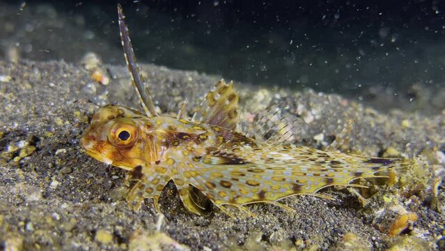 Juvenile Flying gurnard motionless on sandy bottom during night. Close-up shot showing all body parts and beautiful coloration.