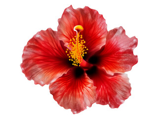 Hibiscus flower illustration on transparent background. Generative AI.