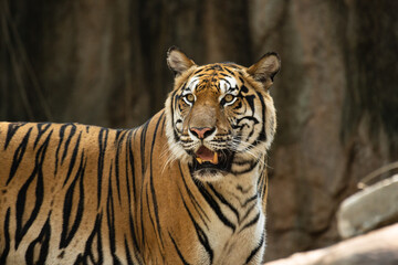 Portrait of Indochinese Tiger is looking for prey (Panthera tigris corbetti) in the natural zoo.Amazing tiger in the nature habitat.Wild dangerous animal concept.