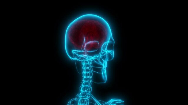 3D Holographic X-Ray View of Human Head Skull with Red Brain Neck Vertebrae and Eye Sockets - Medical Animation