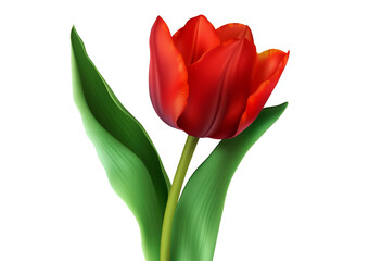 Tulip flower illustration on transparent background. Generative AI.