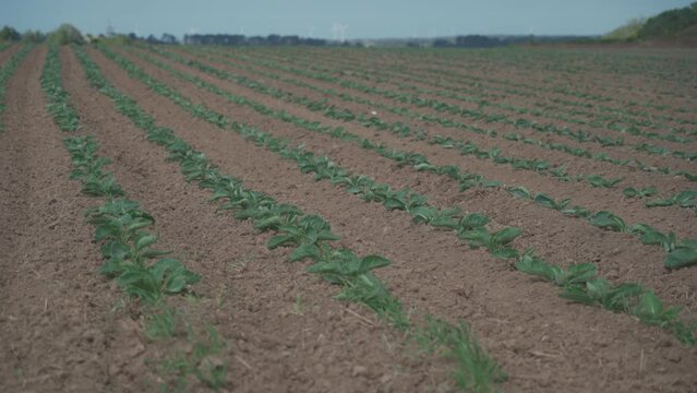 Cabbage cultivated fields in Bretagne in French countryside. View of a green cabbage patch field in Brittany, France. White cabbage, cabbage field, vegetable. Brassica oleracea var. capitata f. alba.