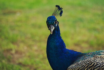 Obraz premium peacock in the park
