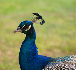 portrait of a peacock