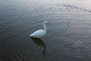 Fototapeta na wymiar Great white egret (Ardea alba). Great white egret fishing on a mountain lake.