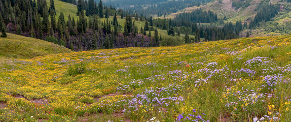Panoramic view of scenic wildflower meadow in Colorado rocky mountains.