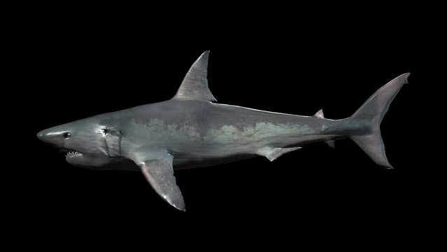 White Shark swimming on black background, perspective side view, 3D animation, seamless loop animation.