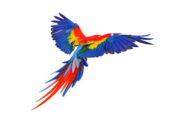 Colorful feathers on the back of macaw parrot isolated on transparent background png file