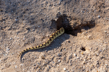 The striped tail of a large Sonoran gopher snake, Pituophis catenifer affinis, disappearing down the burrow of a round-tailed ground squirrel, in the Sonoran Desert. Pima County, Tucson, Arizona, USA.