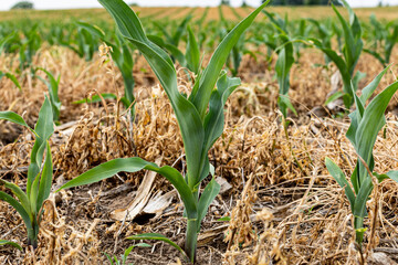 Close-up of a young corn plant in field that has cover crop residue.