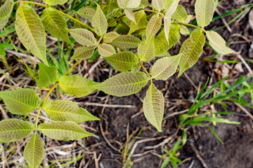 Young, bright green ash leaves.