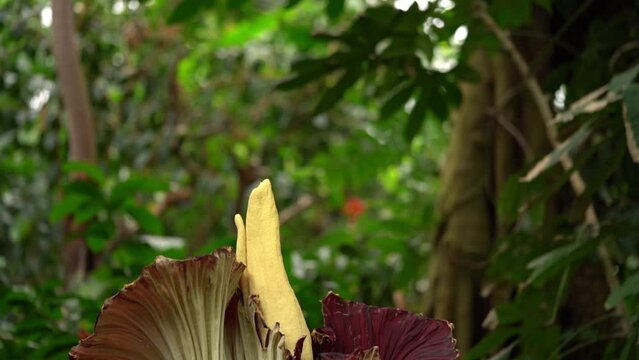 Titan Arum Also Known As The Corpse Flower - tilt down