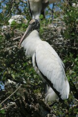 Wood stork in the nest in Florida wild, closeup 