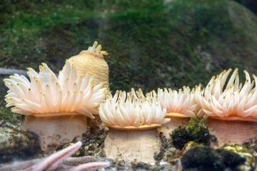 Underwater pink sea anemone in an aquarium