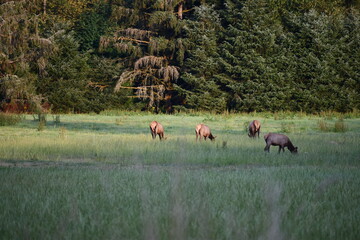 Elk in the meadow