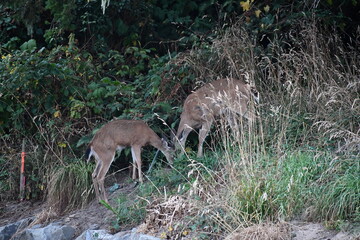 Mother and baby deer